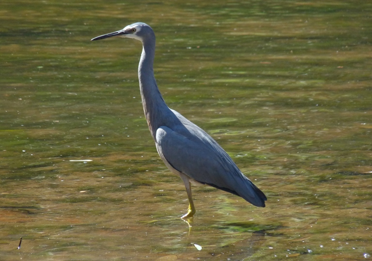 Wei&szlig;wangenreiher